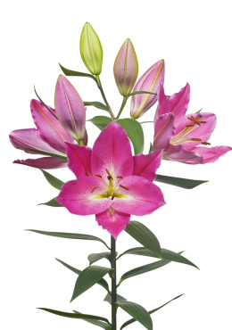 Lilium-Imax-Tak-1200x1600 png