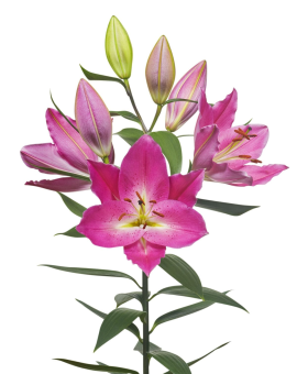 Lilium-Imax-Tak-1200x1600 png