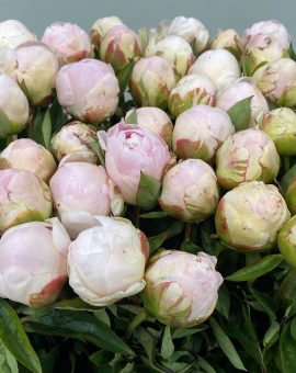 motherschoice