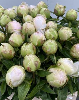 puff cotton